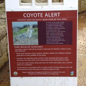 alerte coyote