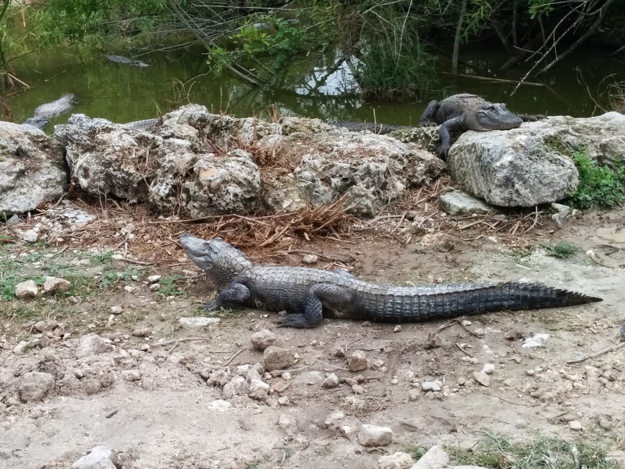 un alligator à la ferme des alligators dans les Everglades