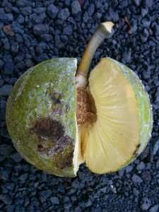 partie Est de Big Island Hawaii Fruit