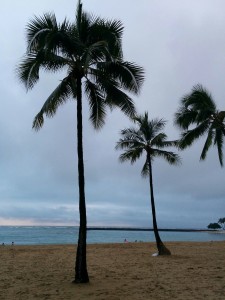 palmier a Honolulu hawaii