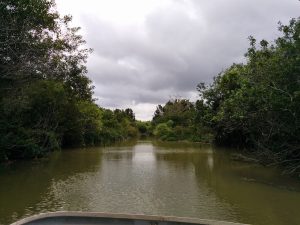 Everglades en Floride proche Miami Etats-Unis