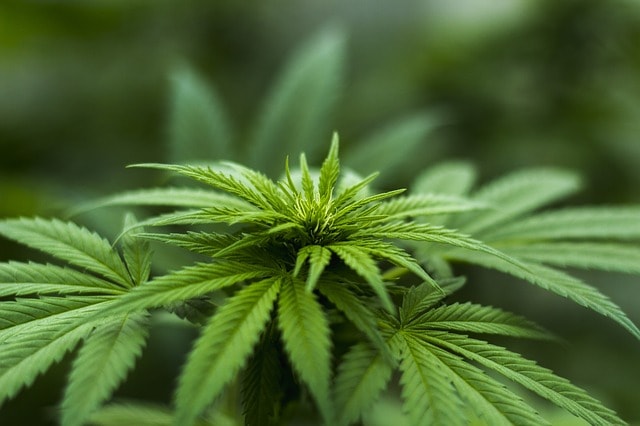 Peut-on légalement fumer du cannabis aux Etats-Unis ?